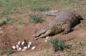 Images Dated 29th September 2005: Nile Crocodile - With eggs and babies in hollow