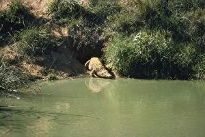 Images Dated 26th October 2007: Nile Crocodile - emerging from burrow Swaziland, South Africa