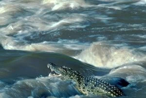 Nile Crocodile - In fast moving water