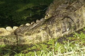 Images Dated 30th July 2004: Nile Crocodile Female, babies on tail, South Africa
