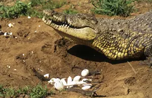 Birth Prints: Nile Crocodile - Female at nest collecting young in mouth