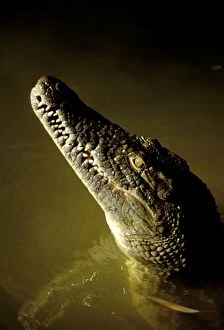 Nile Crocodile - head