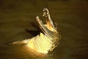 Nile Crocodile - With head out of water, mouth open