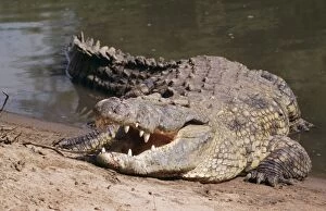 Images Dated 19th September 2005: Nile Crocodile - with jaws open ti dissipate excess heat; cooling strategy