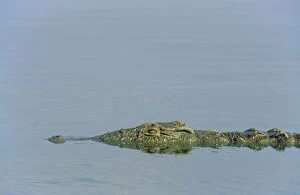 Appearing Gallery: Nile Crocodile - just appearing above water