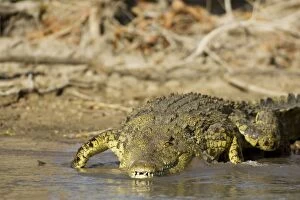 Nile Crocodile - Has just entered the Lufupa River