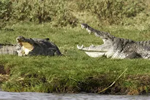 Nile Crocodile - Lake Chamo in Awasa - Ethiopia Locals call the area Crocodile market as many crocodiles concentrate in the same place. Crocodilus niloticus