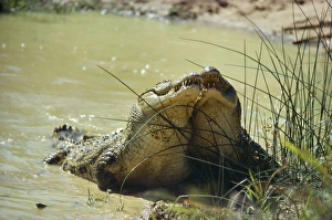 Images Dated 8th August 2007: Nile Crocodile - males challenge for dominance