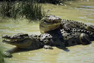 Mating Prints: Nile Crocodile - mating courtship