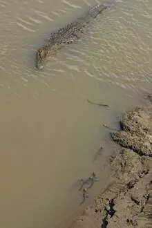 Nile Crocodile - mother and hatchlings in Mara River