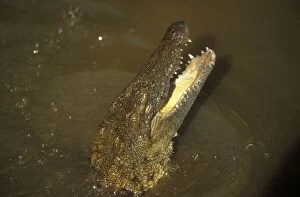 Nile Crocodile - mouth open