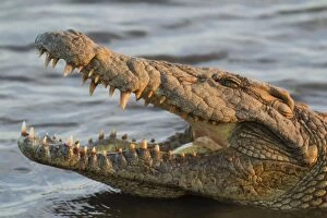 Images Dated 24th September 2010: Nile Crocodile - by opening their mouth crocodiles