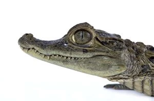 Images Dated 31st March 2006: Nile Crocodile - studio