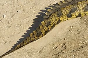Images Dated 20th September 2006: Nile Crocodile - Tail of a crocodile that is basking