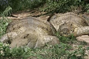 Images Dated 15th August 2004: Nile Crocodile - two. Maasai Mara National Park - Kenya - Africa
