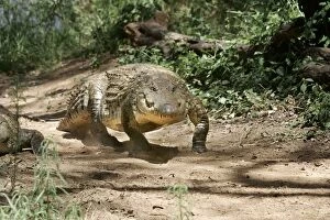Images Dated 15th August 2004: Nile Crocodile - walking. Maasai Mara National Park - Kenya - Africa