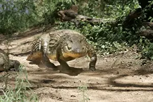Crocodile Prints: Nile Crocodile - walking. Maasai Mara National Park - Kenya - Africa