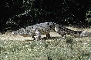 Nile Crocodile - walking on sandbank