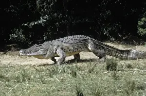 Falls Prints: Nile Crocodile - walking on sandbank - Murchison Falls - Uganda - Africa