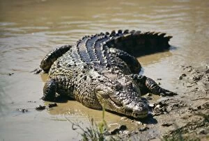 Images Dated 19th September 2005: Nile Crocodile Zululand, South Africa