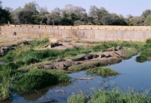 Images Dated 29th September 2005: Nile Crocodiles - At Crocodile Farm Maun, Botswana, Africa