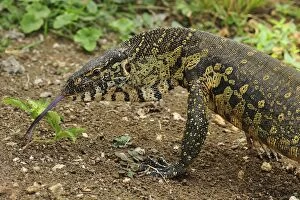 Images Dated 27th September 2008: Nile Monitor