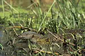 Monitors Prints: Nile Monitor Lizard