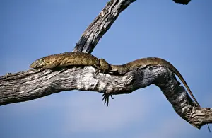 Nile / Water Monitor Lizard WAT 4376 Varanus niloticus © M. Watson / ardea. com