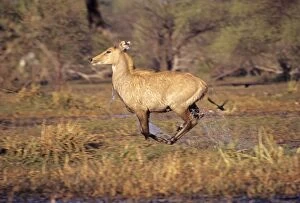 Nilgai / Bluebuck / Blue bull Antelop - female running though wetland