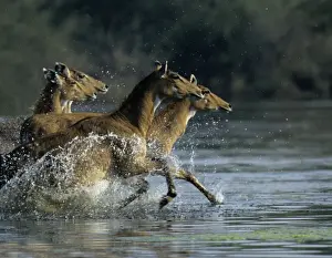 Blue Bull Prints: Nilgai / Bluebuck / Blue bull Antelope - Females running through the wetland