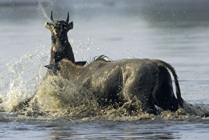 Nilgai / Bluebuck / Blue bull Antelope - Final assault of Stags fighting over a female Nilgai / Bluebuck / Blue bull Antelope - Final assault of Stags fighting over a female