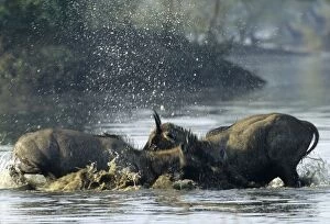 Nilgai / Bluebuck / Blue bull Antelope - Final assault of Stags fighting over a female