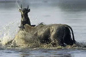 Attacking Prints: Nilgai / Bluebuck / Blue bull Antelope - Final assault of Stags fighting over a female
