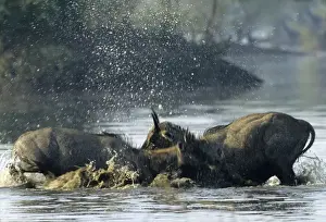 Nilgai / Bluebuck / Blue bull Antelope - Final assault of Stags fighting over a female. Keoladeo National Park India