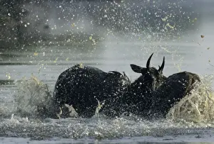 Nilgai / Bluebuck / Blue bull Antelope - Final assault of Stags fighting over a female. Keoladeo National Park India