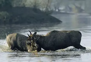 Nilgai / Bluebuck / Blue bull Antelope - Final assault of Stags fighting over a female. Keoladeo National Park India