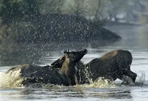 Nilgai / Bluebuck / Blue bull Antelope - Final assault of Stags fighting over a female. Keoladeo National Park India