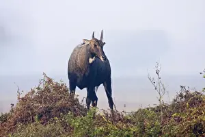 Nilgai / Bluebull - stag - Keoladeo National Park, Rajasthan, India