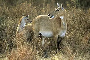 Nilgais Prints: Nilgai - female and young - Ranthambhor National Park - India