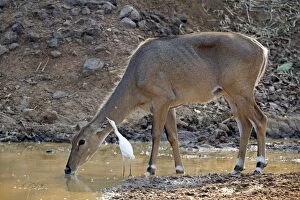 Nilgai / Indian Bull / Blue Antelope drinking