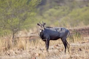 Images Dated 4th May 2014: Nilgai / Indian Bull / Blue Antelope male