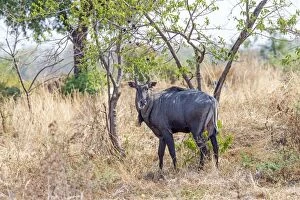Boselaphus Gallery: Nilgai / Indian Bull / Blue Antelope male