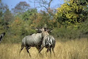 Nilgais Prints: Nilgai - males rutting