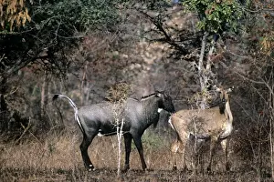 Nilgais Prints: Nilgai - Panna National Park - India