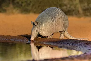 Images Dated 30th June 2021: Nine-banded Armadillo (Dasypus novemcinctus) drinking Date: 06-03-2020
