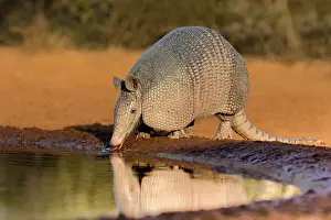 Conservation Prints: Nine-banded Armadillo (Dasypus novemcinctus) drinking Date: 06-03-2020