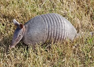 Images Dated 18th November 2008: Nine-banded Armadillo - South America, but naturally invaded Southern USA