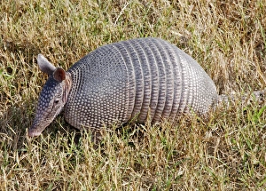 Images Dated 18th November 2008: Nine-banded Armadillo - South America, but naturally invaded Southern USA