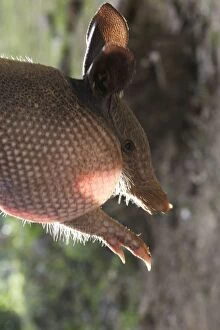 Images Dated 2nd February 2007: Nine-banded Long-nosed Armadillo Central Suriname Nature Reserve South America