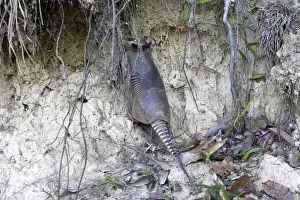 Armadillos Prints: Nine-banded Long-nosed Armadillo Central Suriname Nature Reserve South America